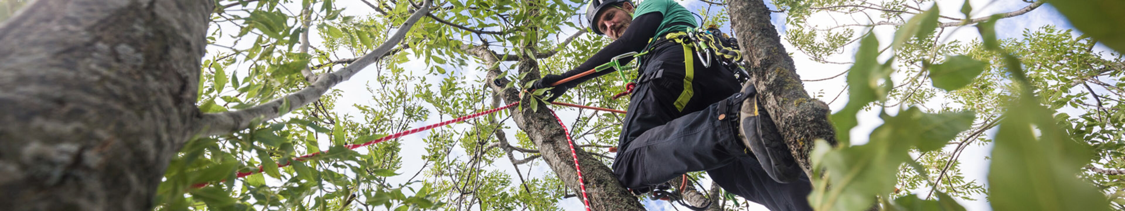 Tree crampons EDELRID